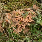 Spekzwoerdzwam (Merulius tremellosus). Spekzwoerdzwam (Merulius tremellosus).