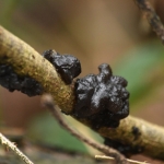 Eikentrilzwam (Exidia truncata). Eikentrilzwam (Exidia truncata).