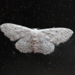 Paardenbloemspanner (Idaea seriata). Paardenbloemspanner (Idaea seriata).