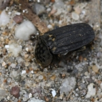 Aaskever (Thanatophilus sinuatus). Aaskever (Thanatophilus sinuatus).