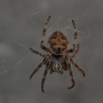 Brugspin (Larinioides sclopetarius) Brugspin (Larinioides sclopetarius)