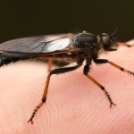 Bruinvleugelroofvlieg (Pamponerus germanicus) Bruinvleugelroofvlieg (Pamponerus germanicus)