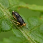 Ditropis pteridis Ditropis pteridis