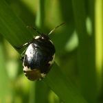 Dovenetelgraafwants (Tritomegas bicolor) Dovenetelgraafwants (Tritomegas bicolor)