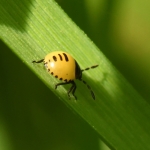 Dovenetelgraafwants (Tritomegas bicolor) Dovenetelgraafwants (Tritomegas bicolor)