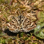 Mi-vlinder (Euclidia mi) Mi-vlinder (Euclidia mi)
