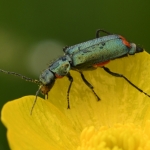 Roodtipbasterdweekschild (Malachius bipustulatus) Roodtipbasterdweekschild (Malachius bipustulatus)