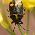 Koolwants (Eurydema oleracea) Koolwants (Eurydema oleracea)