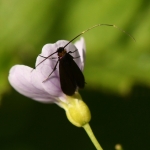 Pinksterbloemlangsprietmot - (Cauchas rufimitrella) Pinksterbloemlangsprietmot - (Cauchas rufimitrella)