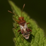 Geblokte glasvleugelwants (Rhopalus subrufus) Geblokte glasvleugelwants (Rhopalus subrufus)