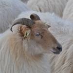 Schapen Schapen