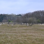 Schapen Schapen