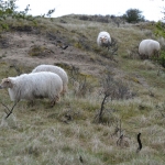 Schapen Schapen