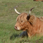 Schotse hooglanders Schotse hooglanders