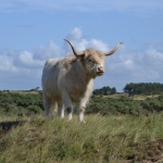 Schotse hooglanders Schotse hooglanders