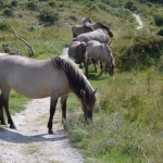 Konikpaarden Konikpaarden
