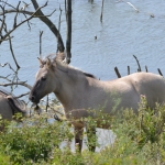 Konikpaarden Konikpaarden