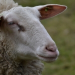 Schapen Schapen