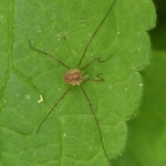 Voorjaarshooiwagen (Rilaena triangularis) Voorjaarshooiwagen (Rilaena triangularis)