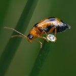 Glidkruidhaantje (Phyllobrotica quadrimaculata) Glidkruidhaantje (Phyllobrotica quadrimaculata)