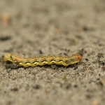 Rups van de grote wintervlinder (Erannis defoliaria) Rups van de grote wintervlinder (Erannis defoliaria)