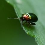 Gouden wilgenaardvlo (Crepidodera aurata) Gouden wilgenaardvlo (Crepidodera aurata)