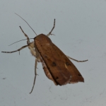 Huismoeder (Noctua pronuba) Huismoeder (Noctua pronuba)