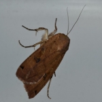 Huismoeder (Noctua pronuba) Huismoeder (Noctua pronuba)