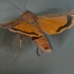 Huismoeder (Noctua pronuba) Huismoeder (Noctua pronuba)