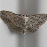 Paardenbloemspanner (Idaea seriata). Paardenbloemspanner (Idaea seriata).