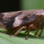 Aphrophora alni. Aphrophora alni.