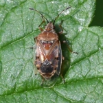 Berkensmalsnuit (Kleidocerys resedae). Berkensmalsnuit (Kleidocerys resedae).