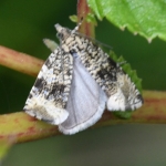 Brandnetelbladroller (Celypha lacunana). Brandnetelbladroller (Celypha lacunana).