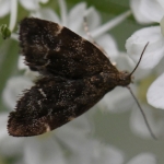 Brandnetelmot (Anthophila fabriciana). Brandnetelmot (Anthophila fabriciana).