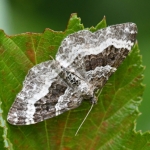 Gewone bandspanner (Epirrhoe alternata). Gewone bandspanner (Epirrhoe alternata).
