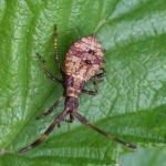 Nimf zuringrandwants (Coreus marginatus). Nimf zuringrandwants (Coreus marginatus).