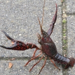 Rode Amerikaanse Rivierkreeft (Procambarus clarkii). Rode Amerikaanse Rivierkreeft (Procambarus clarkii).
