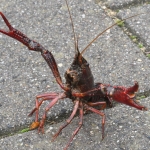 Rode Amerikaanse Rivierkreeft (Procambarus clarkii). Rode Amerikaanse Rivierkreeft (Procambarus clarkii).