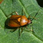 Rode halsbandwants (Deraeocoris ruber). Rode halsbandwants (Deraeocoris ruber).