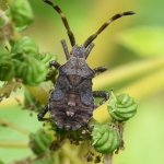 Zuringrandwants (Coreus marginatus). Zuringrandwants (Coreus marginatus).