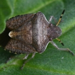 Zuidelijke schildwants (Peribalus strictus). Zuidelijke schildwants (Peribalus strictus).