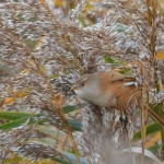 Baardman (v) ( Panurus biarmicus). Baardman (v) ( Panurus biarmicus).