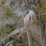 Baardman (m) ( Panurus biarmicus). Baardman (m) ( Panurus biarmicus).