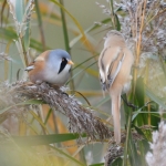 Baardman ( Panurus biarmicus). Baardman ( Panurus biarmicus).