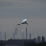 Grote zilverreiger (Ardea alba). Grote zilverreiger (Ardea alba).