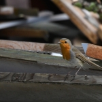 Roodborstje (Erithacus rubecula). Roodborstje (Erithacus rubecula).
