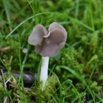 Holsteelkluifzwam (Helvella elastica). Holsteelkluifzwam (Helvella elastica).
