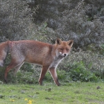 Vos (Vulpes vulpes). Vos (Vulpes vulpes).