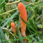 Rupsendoder (Cordyceps militaris). Rupsendoder (Cordyceps militaris).