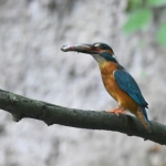 IJsvogeltje (Alcedo atthis). IJsvogeltje (Alcedo atthis).